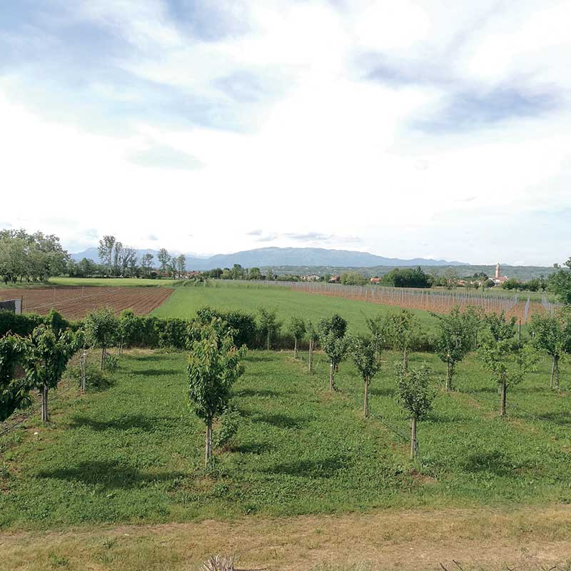 Azienda Agricola Pontello Claudio